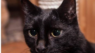 Ha lát egy fekete macskát a Margisztigeten szóljon, mert ő biztosan nem fogja látni önt