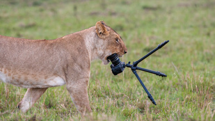 Ilyen az, ha egy nőstény oroszlán ráindul egy kamerára