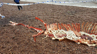 Rémes fotókkal keltették a Loch Ness-i szörny halálhírét