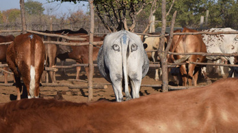 Ki nem találná, miért festenek Botswanában szemeket a tehenek farára