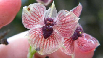 Démoni virága van az új orchideafajnak
