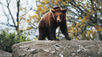 Medve támadt egy kutyasétáltatóra Brassóban