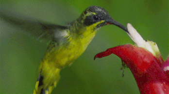Megfejtették a villámgyorsan repülő kolibrik titkát