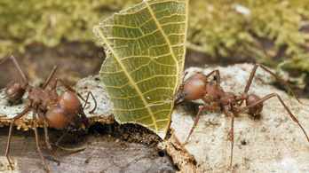 A hangyák 60 millió éve feltalálták a mezőgazdaságot