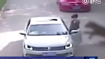 Videó is készült a kínai halálos tigristámadásról