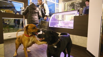 Végre hivatalosan is vannak kutyabarát helyek Magyarországon