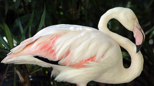 Egy látogató miatt halt meg a táncoslábú flamingó