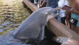 A delfin határozottan figyelmeztetett egy nőt, hogy iPaddel nem illik fotózni