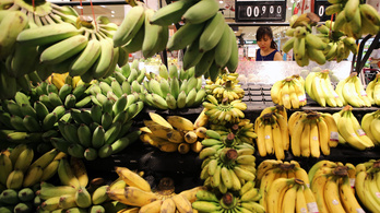 Feltérképezték a banánt veszélyeztető gomba genetikai kódját