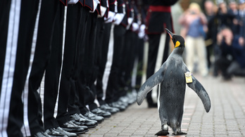 Semmi nem állíthatja meg a világbékét, tábornok lett egy királypingvin