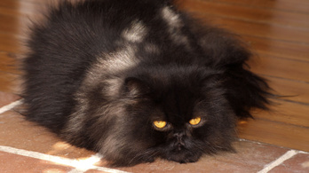 Perzsa macskát és laminált padlót is szívesen lopnak szálláshelyről a turisták