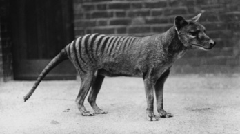 80 éve halt ki a tasmán tigris