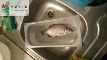 Volt olyan balatoni halsütöde, ahol 71 kg bűzlő halat talált a Nébih