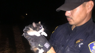 Burrito és rendőrnyávogás segített a beszorult macskának