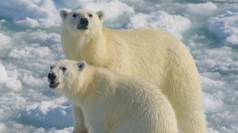 Jegesmedvék ejtettek csapdába orosz kutatókat