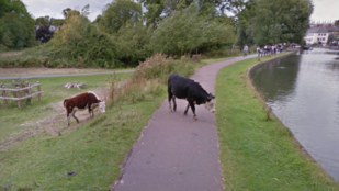 Most vagy a Google Street View tud valamit, vagy ez a tehén!