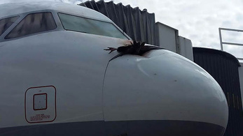 Keselyű csapódott egy Lufthansa gép orrába