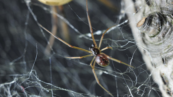 Kifejletlen nőstényekkel párosodó pókot találtak