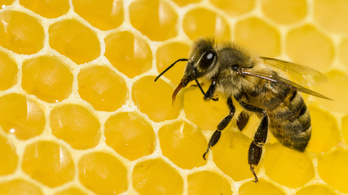 A méhek életkoruk alapján töltenek be munkaköröket