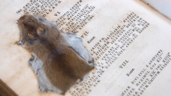 Látott már latinkönyvbe préselt egeret?