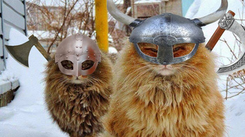 Vikingek segítették a macskák világhódítását