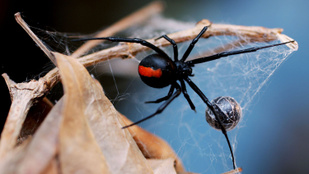 Az ausztrál férfi pénisze az ajánlottnál kettővel többször találkozott egy pókkal
