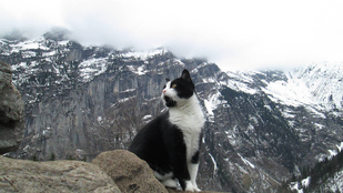 Ez a cica megmentette egy magyar hegymászó életét