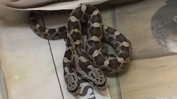 Kétfejű kígyót találtak Texasban
