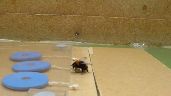 Eszközhasználatra is betanítható egy méhkolónia
