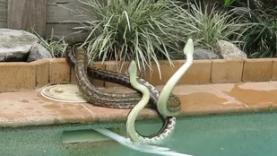 Ennek a nőnek a medencéje kígyók szerelmi fészke lett