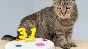 Ismerje meg Szerecsendiót, a 31 éves házi macskát!