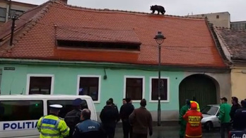 Háztetőkön ugráló medve miatt tört ki pánik Nagyszebenben