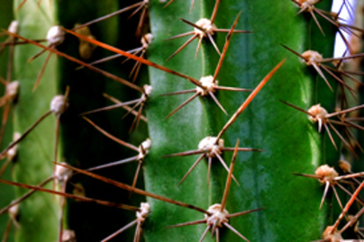 kaktuszos