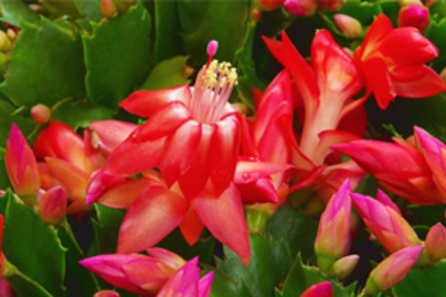 Karácsonyi kaktusz: így neveld, hogy időben virágozzon