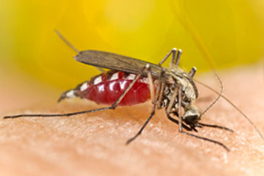 A szúnyogcsípés-allergia tünetei