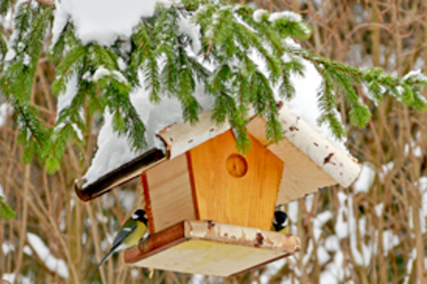 3 tévhit a téli madáretetésről: ha rosszul csinálod, bele is halhatnak