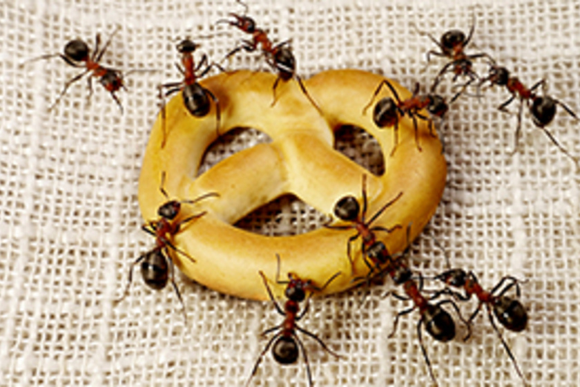 A leghatásosabb házi szer hangyák ellen: messziről elkerülik majd a konyhát és a lakást