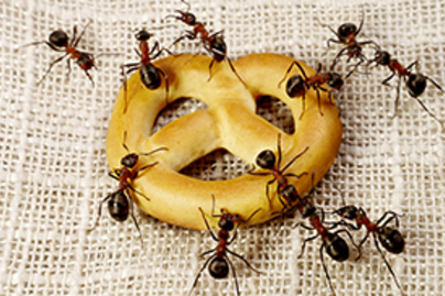 A leghatásosabb házi szer hangyák ellen: messziről elkerülik majd a konyhát és a lakást