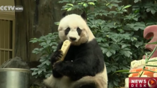 Meghalt a legidősebb fogságban élő panda