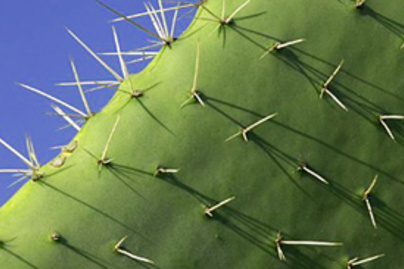 kaktuszka