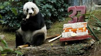 Elaltatták a világ legöregebb pandáját