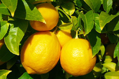 citrom sarga