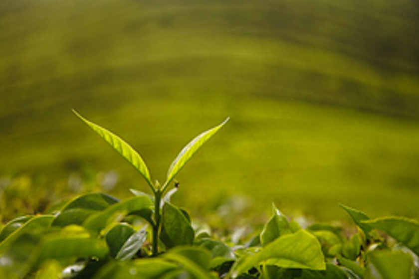 5 tea fogyáshoz, Az 5 legjobb gyógynövény a karcsúság eléréséhez