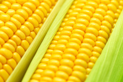 kukorica előnyös a fogyás