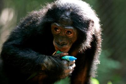 bonobo kolyok