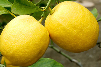 citrom1