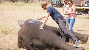 Harry hercegtől megtanulhatja, hogyan kell elefántot költöztetni