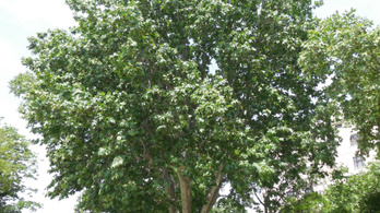 Újlipótvárosi fa lett a 2016-os Év fája