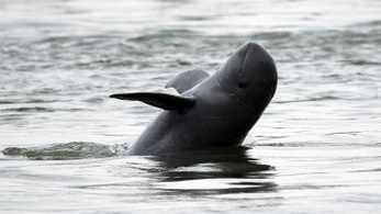 Laoszban gyakorlatilag kiirtották a kúposfejű delfint