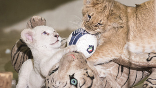 Remek társaságba került egy fehér oroszlánkölyök Nyíregyházán